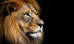 Günün Zeka Sorusu | Hangi Kapıdan Çıkarsanız kurtulursunuz?