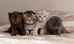 8 Ağustos Ne Günü? 8 Ağustos Dünyada ve Türkiye’de Ne Günü?
