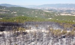 Bolu’da Biçerdöverden Sıçrayan Kıvılcımlar Ormanı Yaktı: 2 Gözaltı