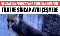 Bursa Uludağ’da Fotokapana Yansıyan Sürpriz: Tilki ve Sincap Aynı Çeşmede