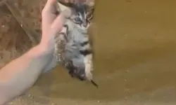 Bursa’da Kanalizasyon Borusunda Mahsur Kalan Kedi Nefes Kesen Operasyonla Kurtarıldı