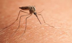 Çin’de Chikungunya Alarmı! Bir Ayda 7 Binden Fazla Vaka Bildirildi