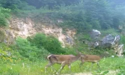 Bursa’da Kızıl Geyikleri Fotokapan Görüntüledi