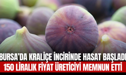 Bursa’da Kraliçe İncirinde Hasat Başladı: 150 Liralık Fiyat Üreticiyi Memnun Etti