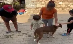 Bursa'daki Orman Yangınında Dumandan Etkilenen Köpek HAYTAP Tarafından Kurtarıldı