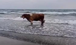 Hatay’da Kavurucu Sıcaklardan Kaçan İnek Denize Girerek Serinledi