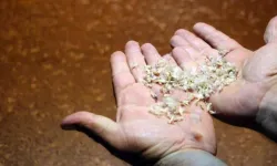 Milyonlarca ‘Birgün’ Sineğinin Ölüm Dansı Görsel Şölen Oluşturdu