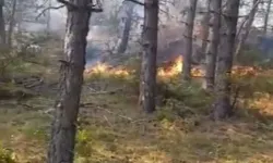 Sinop’ta Orman Yangını: Köy Tahliye Edildi