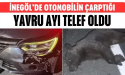 İnegöl’de Otomobilin Çarptığı Yavru Ayı Telef Oldu