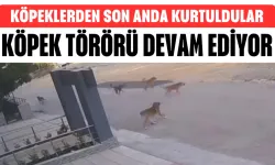 Köpek Törörü Devam Ediyor Köpeklerden Son Anda Kurtuldular