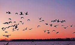 Göç Eden Kuşların Sırları; Göçmen Kuşlar Neden ve Nasıl Geri Dönüyorlar?