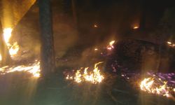 Muğla'da Orman Yangını