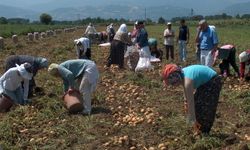 Patateste de Kestanede de Zirvede: İnegöl Tarımda Bursa’nın Birincisi Oldu
