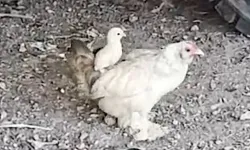 Tamirci Dükkanında Civcivin Anne Sırtındaki Gezintisi Gülümsetti