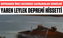 Yaren Leylek Depremi Önceden Hissetti! Depremden Önce Huzursuz Davranışlar Sergiledi