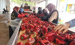 İnegöllü Kadınlardan Hollanda'ya Biber Salçası