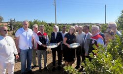 Çeşme’de damla sakızı ve zeytin hasadı başladı