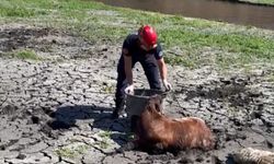 İnegöl'de barajda keçiler bataklığa sağlandı