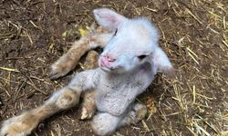 Yenişehir’de Şap Hastalığı Dramı! Anne ve Kardeşlerini Kaybeden Kuzu Direniyor