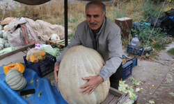 Ata tohumu 51 kiloluk dev kabak ilgi odağı oldu