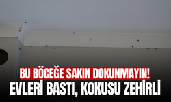 Bu Böceğe Sakın Dokunmayın! Evleri Bastı, Kokusu Zehirli