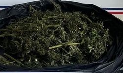 İnegöl’de güvercin kümesinden uyuşturucu çıktı