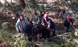 Kamyon uçuruma yuvarlandı, sürücü hayatını kaybetti