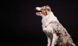 Köpeklerin dilleri neden sürekli dışarıdadır?