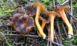 Mantar Zehirlenmesi Nedir, Belirtileri Nelerdir? Doğadan Toplanan Mantar Neden Hayatınızı Riske Atabilir?