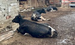 Bursa’da şap hastalığı süt üreticisini vurdu! 8 buzağı öldü, 130 hayvan kesime gitti