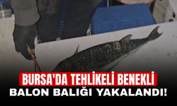 Bursa'da tehlikeli benekli balon balığı yakalandı!