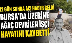Bursa’da üzerine ağaç devrilen işçi hayatını kaybetti