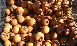 Dağlarda kendiliğinden yetişiyor! Kilosu 50 lira