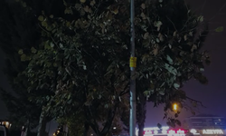 İnegöl’de gece yarısı kuş sesi merak uyandırdı