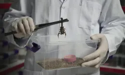 Niğde’den dünyaya 'akrep zehri' ihraç ediyor! ''Önce tedirgindim ama sonra alıştım''