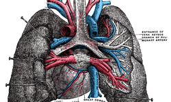 Pulmoner Arter Nedir? Vücudun En Hayati Damarlarından Biri Olan Pulmoner Arterin Görevi Nedir?
