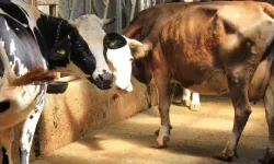 Şap Hastalığı Yayılabilir Mi, Hayvandan Hayvana Nasıl Bulaşıyor Ve Neden Bu Kadar Tehlikeli Görülüyor?