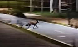 Tekirdağ sahilde tilki görüntülendi