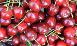 Türkiye dondurulmuş gıdada ihracatta büyüyor