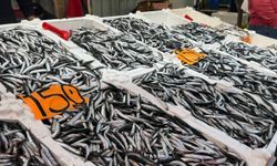 Zonguldak'ta hamsi azaldı, fiyatlar yeniden yükselişte