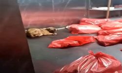 ABB: Karataş Hayvan Bakımevi görüntülerinin belediyeyle ilgisi yok