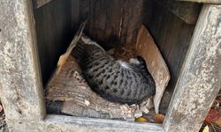 Amasya'da şehrin göbeğinde köpek ve kediler ölü bulundu