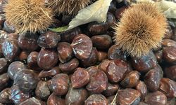 Bursa kestanesinin geleceği konuşuldu