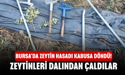 Bursa'da Zeytin hasadı kabusa döndü! Zeytinleri dalından çaldılar