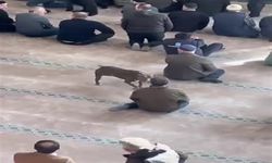 Camiye giren pitbullun sahibine adli ve idari işlem yapıldı