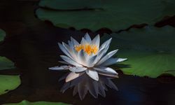 Çamurdan Doğan Mucizevi Sembol Lotus Çiçeğinin Özelliklerini ve Sırlarını Biliyor musunuz?