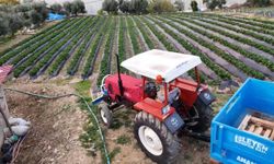 Çilekte kış hasadı başladı