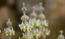 Dağ Çayı Faydaları Nelerdir? Bağışıklığı Güçlendirir Mi, Hangi Rahatsızlıklara İyi Gelir?