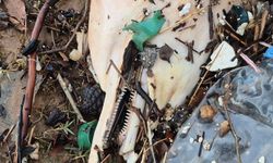 Dev dalgalar, ölü yunus balığının kalıntılarını sahile sürükledi