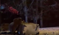 Uludağ Yolunda Ayılara Kar Topu Attılar!